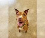 Small #1 American Pit Bull Terrier