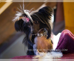 Small Photo #1 Chinese Crested Puppy For Sale in AURORA, CO, USA