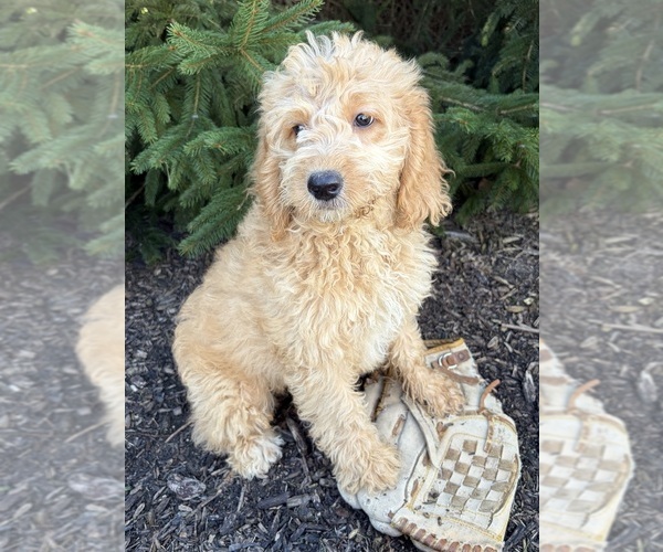 Medium Photo #4 Goldendoodle mix (+ Poodle Miniature) Puppy For Sale in MIDDLEBURY, IN, USA