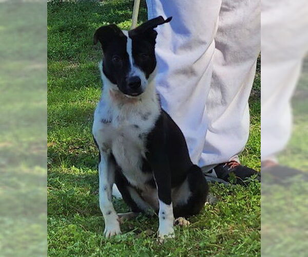 Medium Photo #1 Border Collie-Unknown Mix Puppy For Sale in Wetumpka, AL, USA
