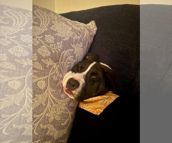 Medium Photo #3 Mutt Puppy For Sale in New London, WI, USA