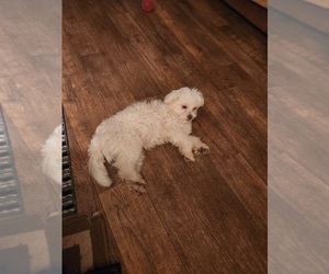 Maltese Puppy for sale in FAIRFIELD, IA, USA
