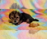 Small Photo #36 Yorkshire Terrier Puppy For Sale in AKRON, OH, USA
