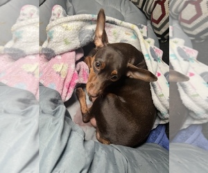 Mother of the Miniature Pinscher puppies born on 03/14/2023