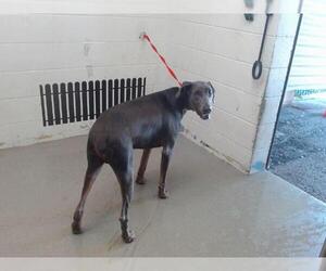 Doberman Pinscher Dogs for adoption in San Bernardino, CA, USA