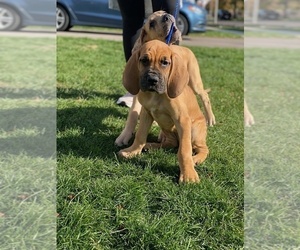 Great Dane Puppy for sale in MONTGMRY, IL, USA