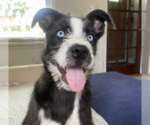 Small #4 Siberian Husky Mix