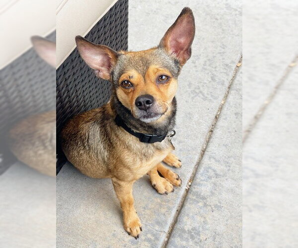 Medium Photo #6 Chihuahua-Unknown Mix Puppy For Sale in Aurora, CO, USA