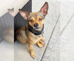 Small Photo #6 Chihuahua-Unknown Mix Puppy For Sale in Aurora, CO, USA