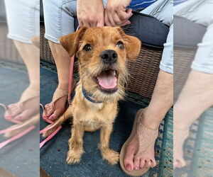 Mutt Dogs for adoption in Katy, TX, USA