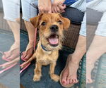 Small Mutt