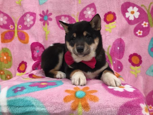 Medium Photo #17 Shiba Inu Puppy For Sale in ELDORA, PA, USA