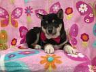 Small Photo #17 Shiba Inu Puppy For Sale in ELDORA, PA, USA