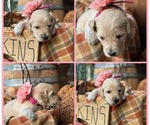 Puppy 4 Rosie Goldendoodle