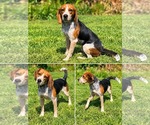 Dewy - Male Beagle-Unknown Mix Dog for Adoption - Small photo