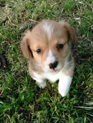 Pembroke Welsh Corgi Puppy for sale in LOMETA, TX, USA