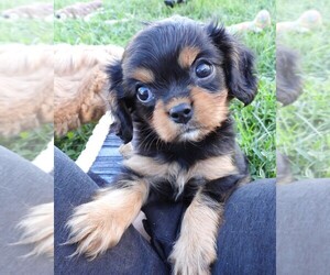 Cavalier King Charles Spaniel Puppy for sale in CARLISLE, KY, USA
