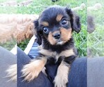Image preview for Ad Listing. Nickname: Black Tan Male