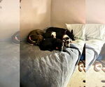 Small #5 Labrador Retriever Mix