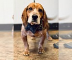 Small #1 Beagle