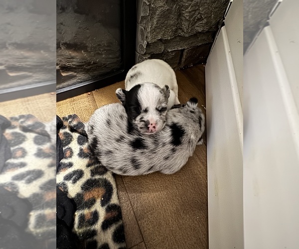 Medium Photo #5 Chihuahua Puppy For Sale in SHERMAN, TX, USA