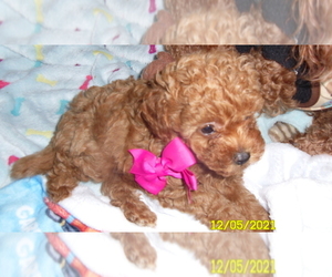 Poodle (Toy) Puppy for sale in DULUTH, GA, USA