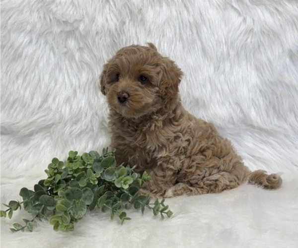 Medium Photo #6 Goldendoodle (Miniature) Puppy For Sale in WITHEE, WI, USA