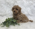 Small Photo #6 Goldendoodle (Miniature) Puppy For Sale in WITHEE, WI, USA