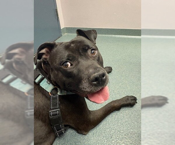 Medium Photo #3 Mutt Puppy For Sale in Rockville, MD, USA