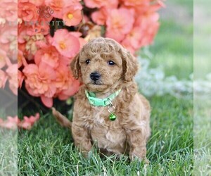 Goldendoodle (Miniature) Puppy for sale in BIRD IN HAND, PA, USA