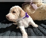 Small Photo #59 Goldendoodle (Miniature) Puppy For Sale in GASTONIA, NC, USA