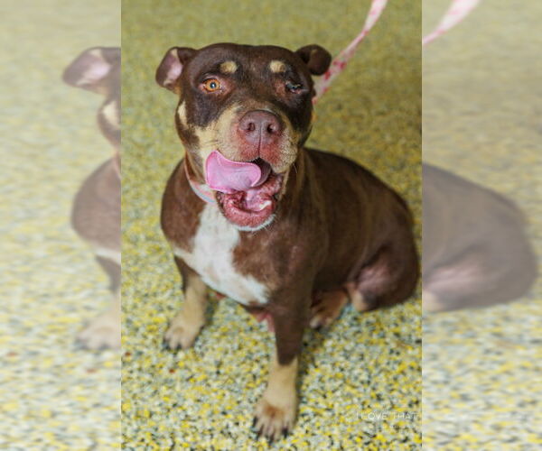 Medium Photo #6 Labrottie Puppy For Sale in The Woodlands, TX, USA