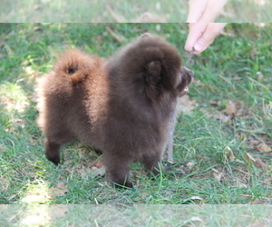 Pomeranian Puppy for sale in EMPIRE STATE, NY, USA