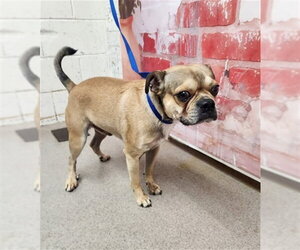 Pug-Unknown Mix Dogs for adoption in San Bernardino, CA, USA
