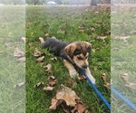 Small #1 Huskies -Labrador Retriever Mix