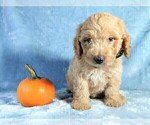 Small Photo #16 Goldendoodle Puppy For Sale in PAULINE, SC, USA