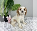 Small Photo #4 Cocker Spaniel Puppy For Sale in FRANKLIN, IN, USA