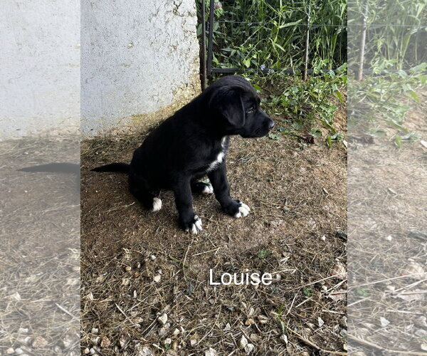 Medium Photo #3 Shepradors Puppy For Sale in Macon, MO, USA