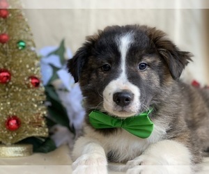 Border Collie-Unknown Mix Puppy for sale in LANCASTER, PA, USA