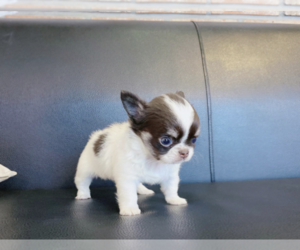 Chihuahua Puppy for sale in DIX HILLS, NY, USA