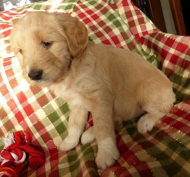 Medium Photo #6 Goldendoodle Puppy For Sale in BOLIVAR, MO, USA