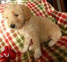 Small Photo #6 Goldendoodle Puppy For Sale in BOLIVAR, MO, USA