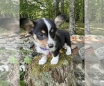 Small Photo #30 Pembroke Welsh Corgi Puppy For Sale in PERKINSVILLE, VT, USA