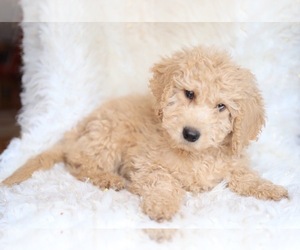 Goldendoodle-Poodle (Miniature) Mix Puppy for sale in NORTH VERNON, IN, USA