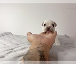 Small Photo #12 French Bulldog Puppy For Sale in STATEN ISLAND, NY, USA