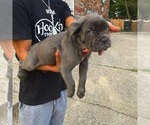 Small Photo #2 Cane Corso Puppy For Sale in ANTIOCH, TN, USA