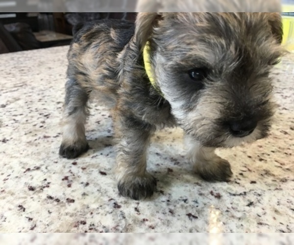 Medium Photo #3 Schnauzer (Miniature) Puppy For Sale in VALRICO, FL, USA