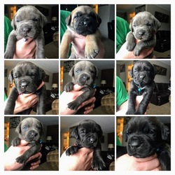 Cane Corso Puppy for sale in NAMPA, ID, USA