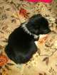 Small Photo #16 Border Collie-Pembroke Welsh Corgi Mix Puppy For Sale in ORCHARD, CO, USA