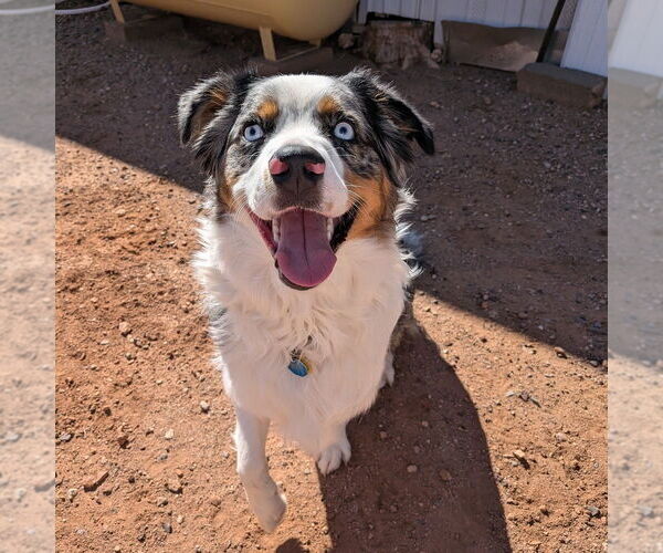 Medium Photo #7 Australian Shepherd Puppy For Sale in Vail, AZ, USA